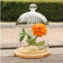 Clear glass dome cover